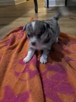 Long Hair Merle Male, a male Chihuahua for sale in Fountain Inn, SC – 4 of 6