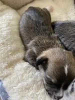 Tiny Male 1, a male Chihuahua for sale in Fountain Inn, SC – 3 of 3