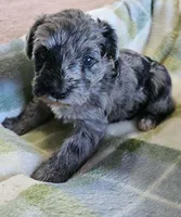 Schnoodle male1, a male Schnoodle for sale in Fountain Inn, SC – Photo 2 of 9