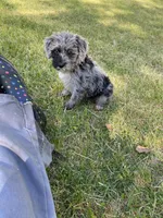 Schnoodle male1, a male Schnoodle for sale in Fountain Inn, SC – Photo 7 of 9