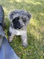 Schnoodle male1, a male Schnoodle for sale in Fountain Inn, SC – Photo 6 of 9