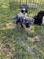 Schnoodle male1, a male Schnoodle for sale in Fountain Inn, SC – Photo 8 of 9
