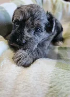 Schnoodle male1, a male Schnoodle for sale in Fountain Inn, SC – Photo 5 of 9
