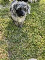 Schnoodle male1, a male Schnoodle for sale in Fountain Inn, SC – Photo 9 of 9