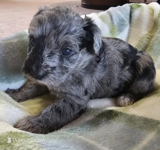 Schnoodle male1, a male Schnoodle for sale in Fountain Inn, SC – Photo 1 of 9