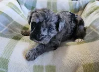 Schnoodle male1, a male Schnoodle for sale in Fountain Inn, SC – Photo 3 of 9