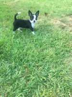 Oreo, a male Chihuahua for sale in Fountain Inn, SC – Photo 2 of 10