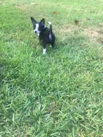 Oreo, a male Chihuahua for sale in Fountain Inn, SC – Photo 5 of 10