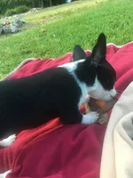 Oreo, a male Chihuahua for sale in Fountain Inn, SC – Photo 8 of 10