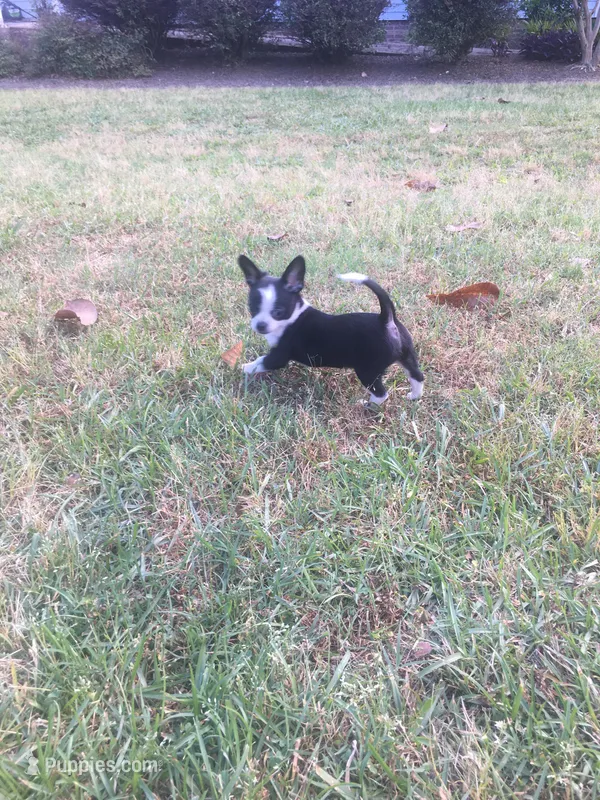 Oreo, a male Chihuahua for sale in Fountain Inn, SC – Photo 1 of 10