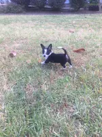 Oreo, a male Chihuahua for sale in Fountain Inn, SC – Photo 1 of 10