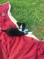 Oreo, a male Chihuahua for sale in Fountain Inn, SC – Photo 4 of 10