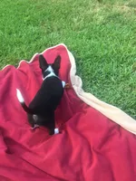 Oreo, a male Chihuahua for sale in Fountain Inn, SC – Photo 6 of 10