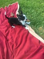 Oreo, a male Chihuahua for sale in Fountain Inn, SC – Photo 7 of 10