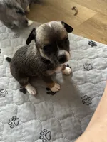 Tiny Male 1, a male Chihuahua for sale in Fountain Inn, SC – 2 of 3