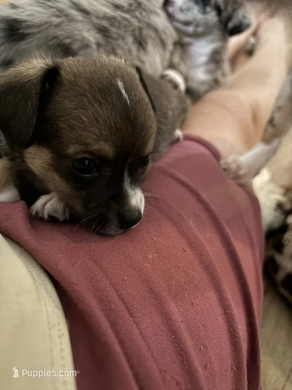 Tiny Male 1 – Chihuahua puppy for sale in Fountain Inn, SC