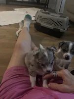 Long Hair Merle Male, a male Chihuahua for sale in Fountain Inn, SC – 5 of 6
