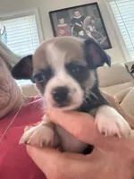 Tiny Male 2, a male Chihuahua for sale in Fountain Inn, SC – 1 of 3