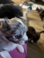 Long Hair Merle Male, a male Chihuahua for sale in Fountain Inn, SC – 2 of 6