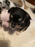 Black and Tan, a male Chihuahua for sale in Fountain Inn, SC – Photo 1 of 4