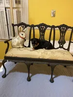 Black and Tan, a male Chihuahua for sale in Fountain Inn, SC – Photo 4 of 4