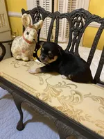 Black and Tan, a male Chihuahua for sale in Fountain Inn, SC – Photo 3 of 4