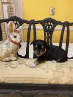 Black and Tan, a male Chihuahua for sale in Fountain Inn, SC – Photo 2 of 4