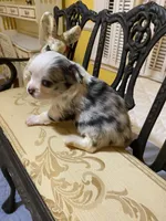 Rare color, a male Chihuahua for sale in Fountain Inn, SC – Photo 3 of 5