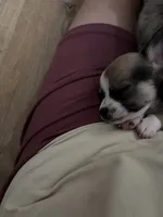 Tiny Male 2, a male Chihuahua for sale in Fountain Inn, SC – 2 of 3