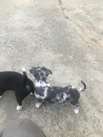 Baby Girl, a female Chihuahua for sale in Fountain Inn, SC – Photo 9 of 9