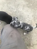 Baby Girl, a female Chihuahua for sale in Fountain Inn, SC – Photo 2 of 9