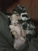 Baby Girl, a female Chihuahua for sale in Fountain Inn, SC – Photo 4 of 9