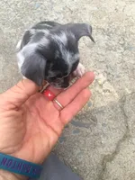 Baby Girl, a female Chihuahua for sale in Fountain Inn, SC – Photo 8 of 9