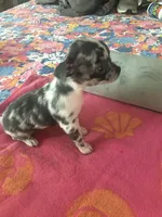 Baby Girl, a female Chihuahua for sale in Fountain Inn, SC – Photo 5 of 9