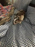 Baby Girl, a female Chihuahua for sale in Fountain Inn, SC – Photo 7 of 9