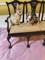 Tiny girl, a female Chihuahua for sale in Fountain Inn, SC – Photo 5 of 7