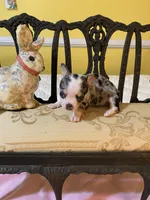 Tiny girl, a female Chihuahua for sale in Fountain Inn, SC – Photo 6 of 7