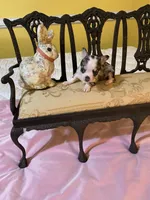 Tiny girl, a female Chihuahua for sale in Fountain Inn, SC – Photo 4 of 7