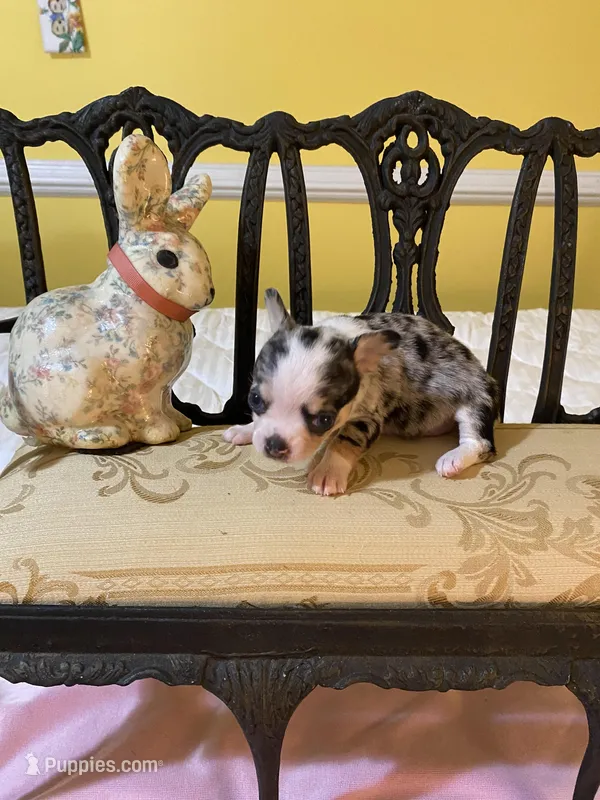 Tiny girl, a female Chihuahua for sale in Fountain Inn, SC – Photo 1 of 7