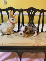 Tiny girl, a female Chihuahua for sale in Fountain Inn, SC – Photo 1 of 7