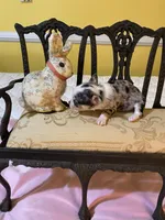 Tiny girl, a female Chihuahua for sale in Fountain Inn, SC – Photo 2 of 7