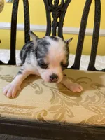 Tiny girl, a female Chihuahua for sale in Fountain Inn, SC – Photo 7 of 7