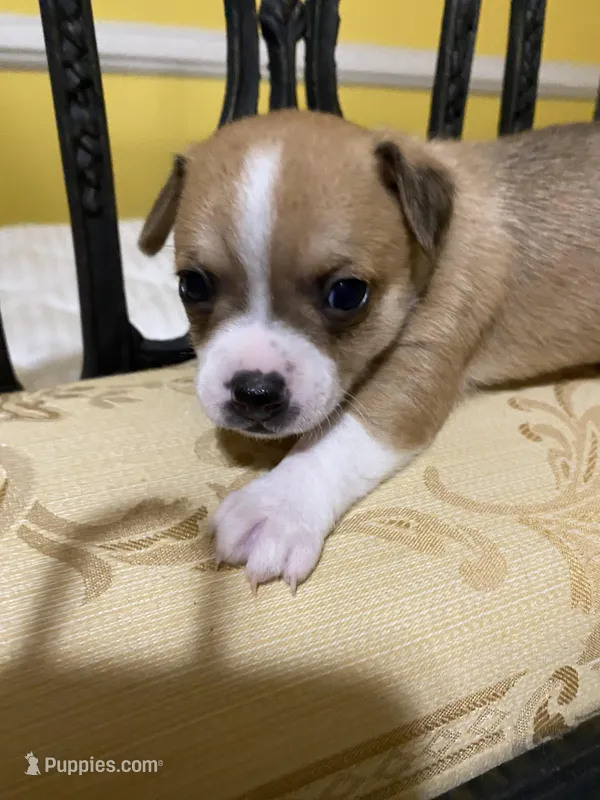 Male 4, a male Chihuahua for sale in Fountain Inn, SC – Photo 1 of 5