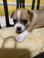 Male 4, a male Chihuahua for sale in Fountain Inn, SC – Photo 1 of 5