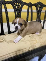 Male 4, a male Chihuahua for sale in Fountain Inn, SC – Photo 3 of 5