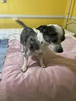 Male 4, a male Chihuahua for sale in Fountain Inn, SC – Photo 4 of 5