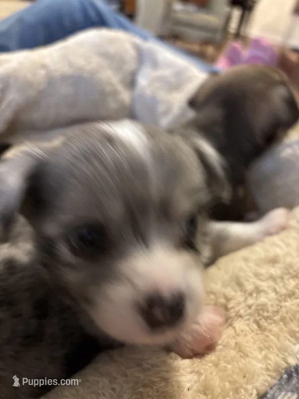 Long Hair Merle Male – Chihuahua puppy for sale in Fountain Inn, SC