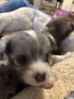 Long Hair Merle Male, a male Chihuahua for sale in Fountain Inn, SC – 1 of 6