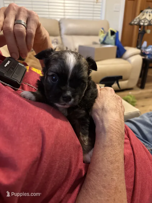 Long Hair Male 3 – Chihuahua puppy for sale in Fountain Inn, SC
