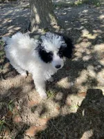 Female 1, a female Poodle - Miniature  for sale in Fountain Inn, SC – Photo 4 of 9